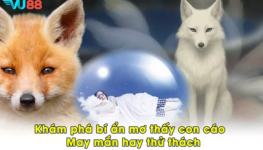 VU88 Khám Phá Bí Ẩn Mơ Thấy Con Cáo - May Mắn Hay Thử Thách