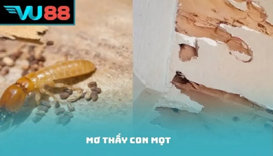VU88 Mơ Thấy Con Mọt - Giải Mã Điềm Báo Cùng Con Số Liên Quan