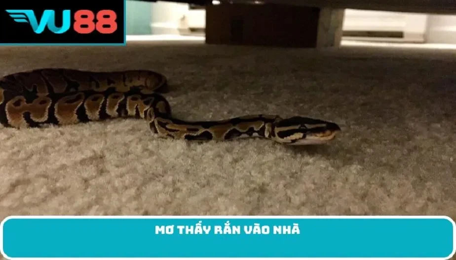 VU88 Mơ Thấy Rắn Vào Nhà - Điềm Báo Giấc Mơ Và Tổng Quan Giải Mã