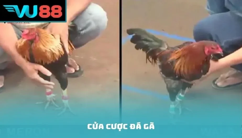 VU88 Cửa Cược Đá Gà – Phân Tích Chi Tiết Các Loại Kèo Và Hiểu Kèo