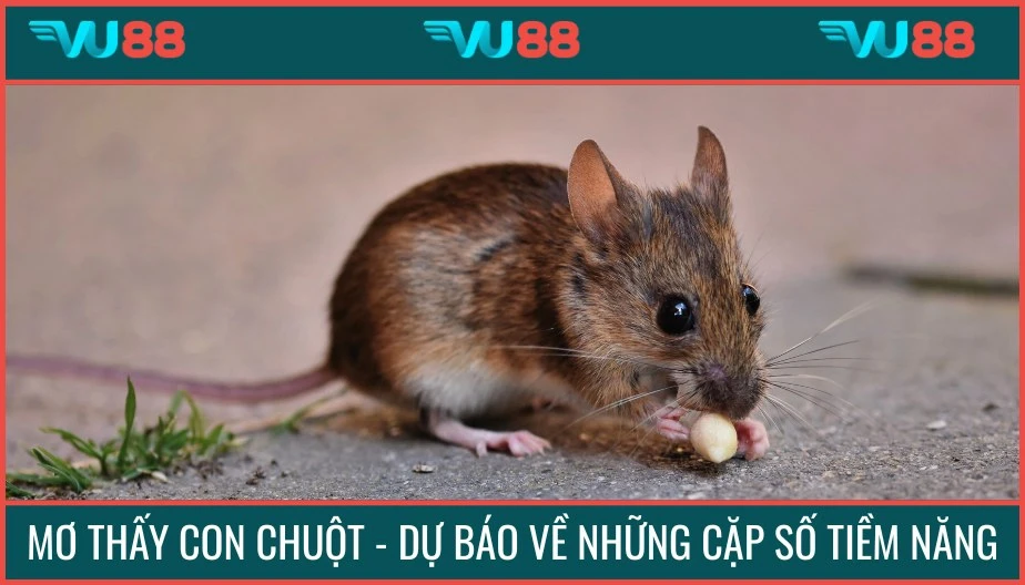 VU88 Mơ Thấy Con Chuột - Dự Báo Về Những Cặp Số Tiềm Năng