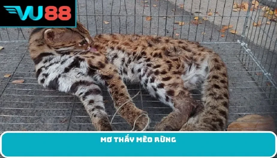 VU88 Mơ Thấy Mèo Rừng – Giải Mã Bí Ẩn Điềm Báo Từ Giấc Mơ